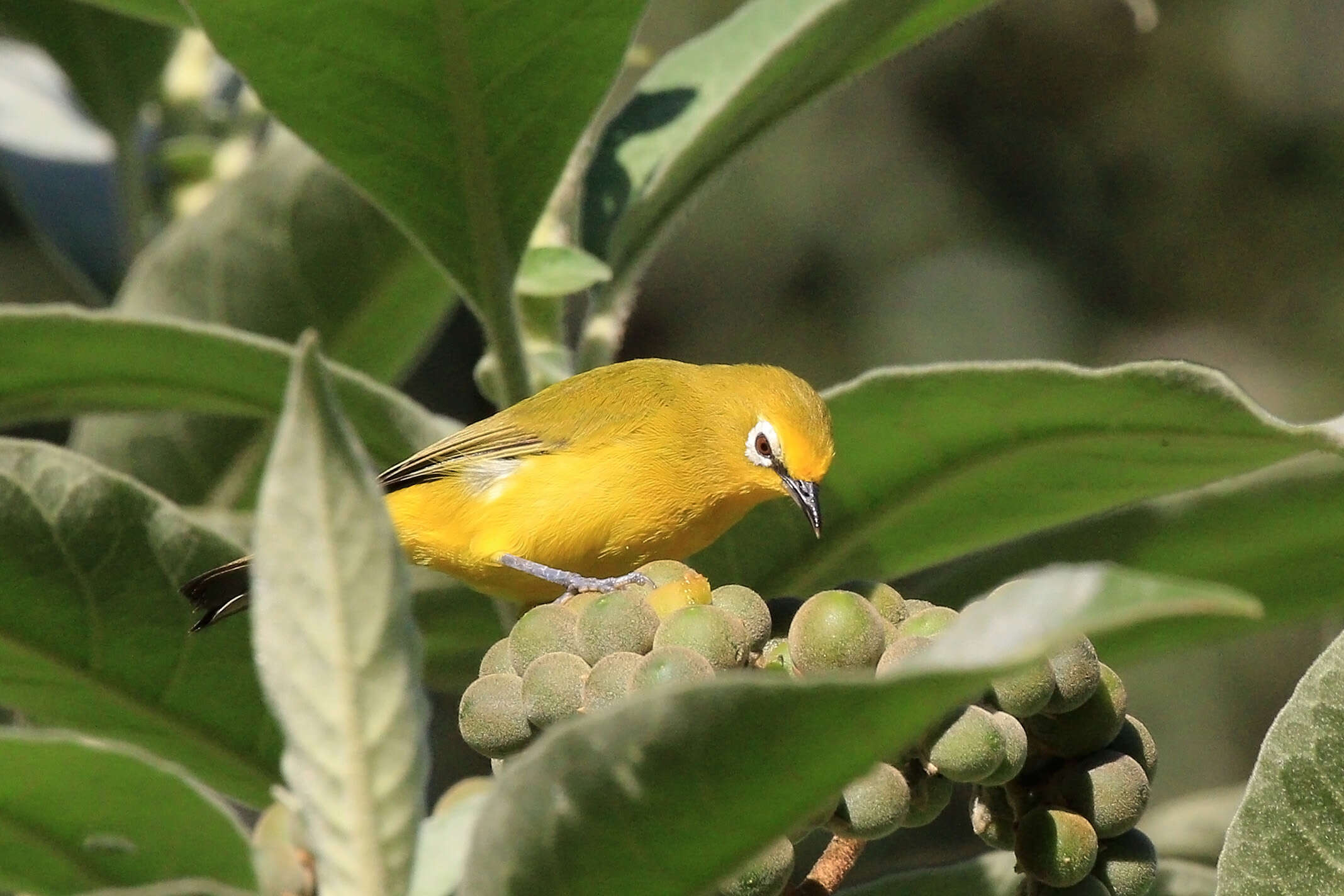 Image of African Yellow White-eye