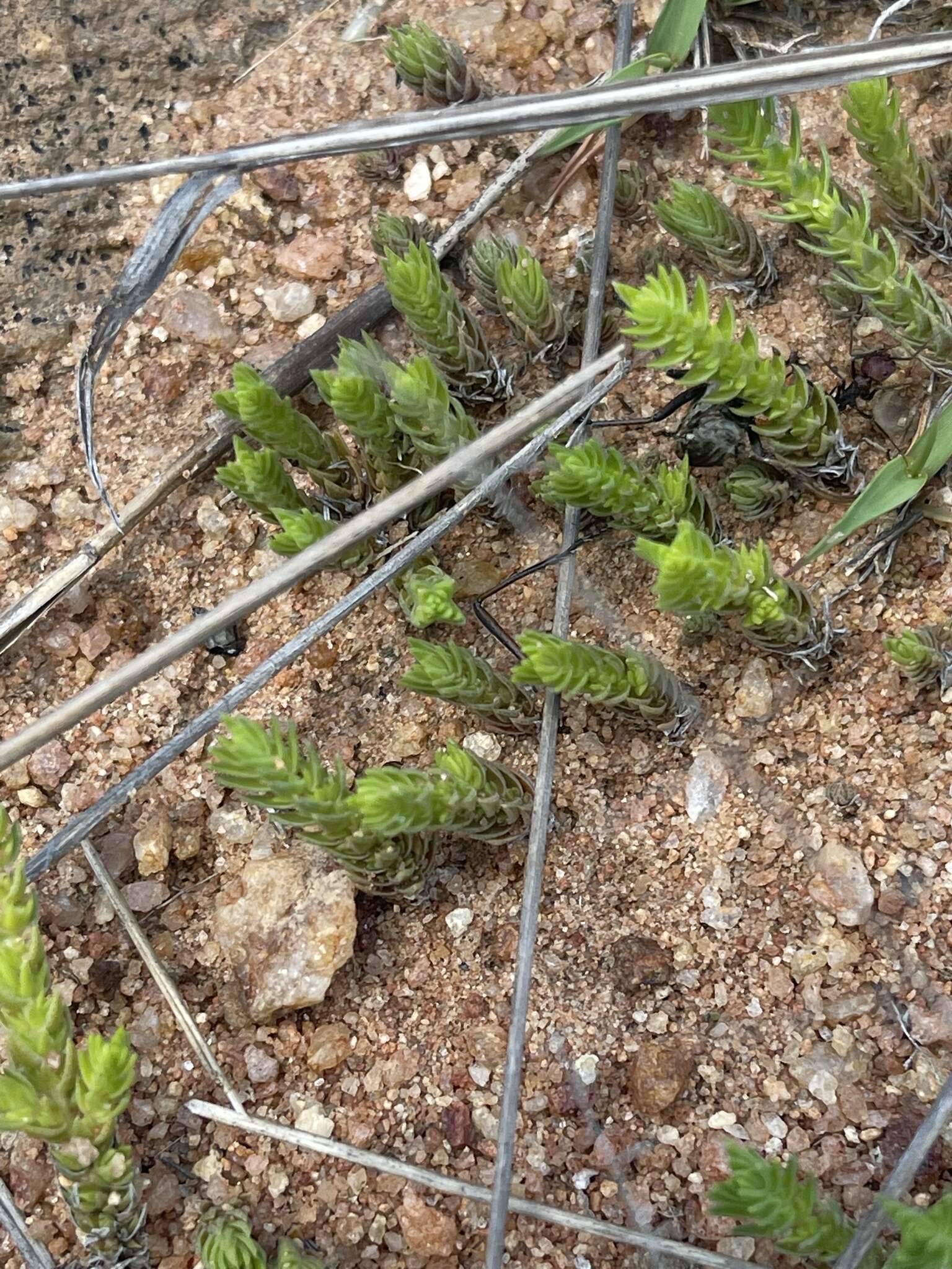 Слика од Crassula lanceolata (Eckl. & Zeyh.) Endl. ex Walp.