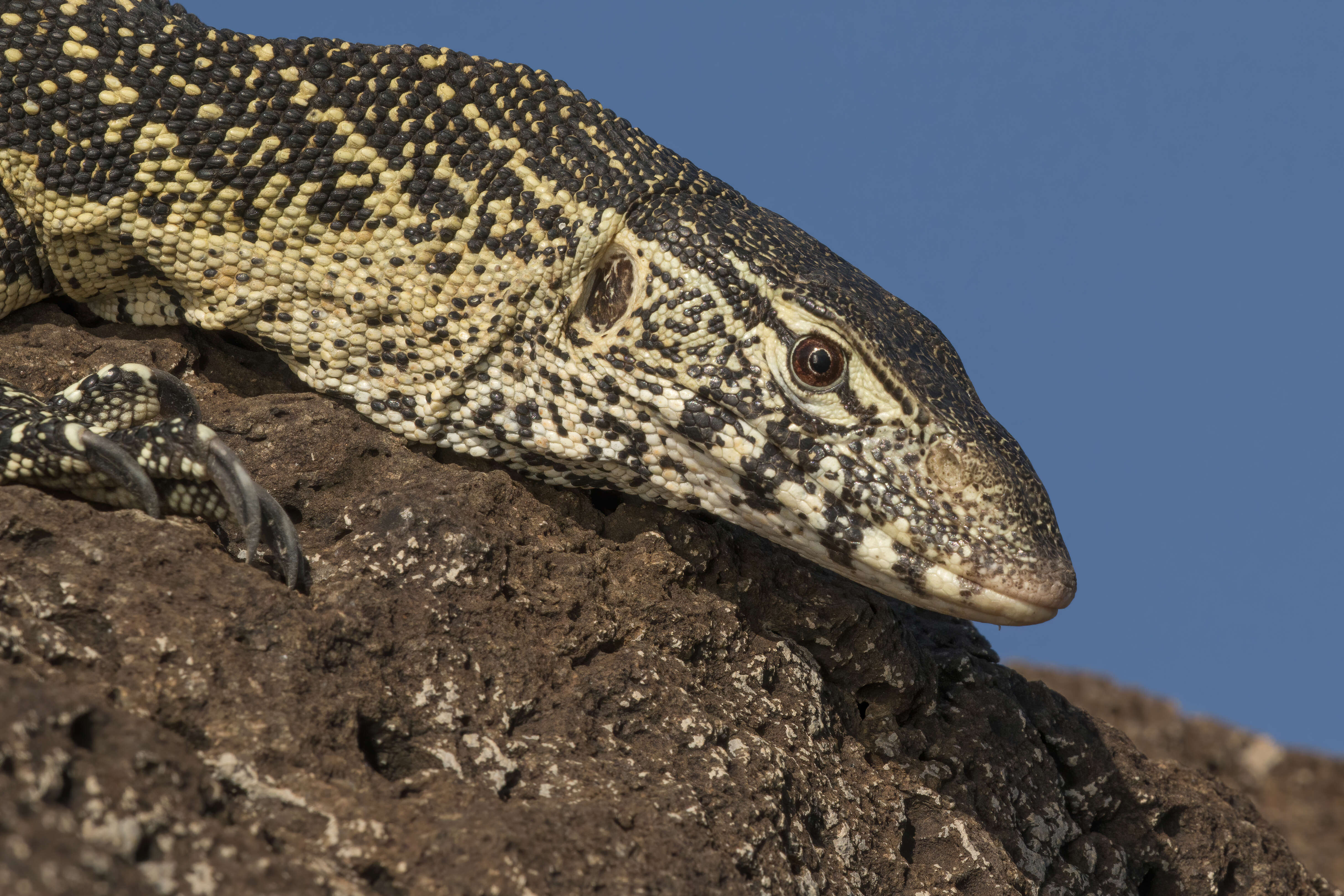 Image of Varanus niloticus