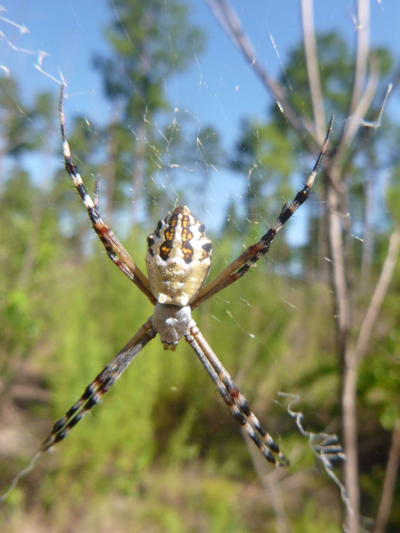 Imagem de Argiope florida Chamberlin & Ivie 1944