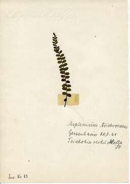 Image of Psychoides verhuella Bruand (1854)