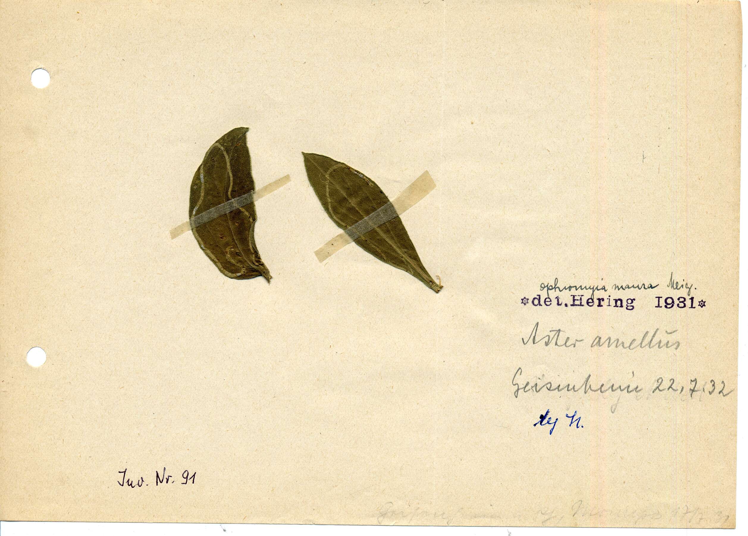 Image de Ophiomyia maura (Meigen 1838)