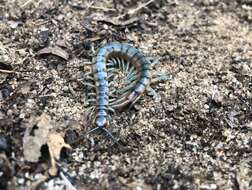 Imagem de Scolopendra viridis viridis Say 1821