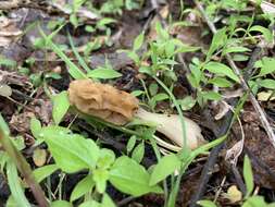 Image of Morchella diminutiva M. Kuo, Dewsbury, Moncalvo & S. L. Stephenson 2013