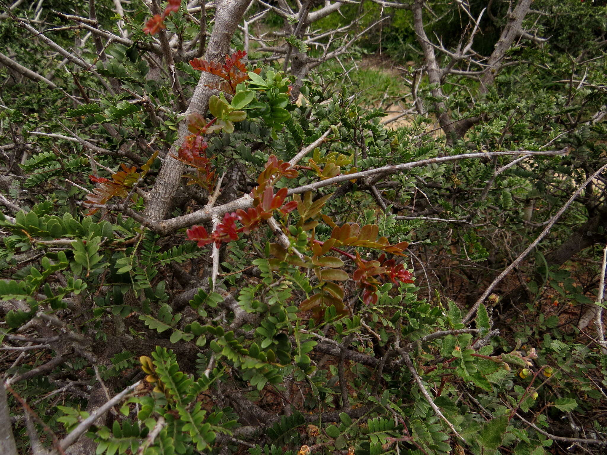 Image of Hottentot's Bean