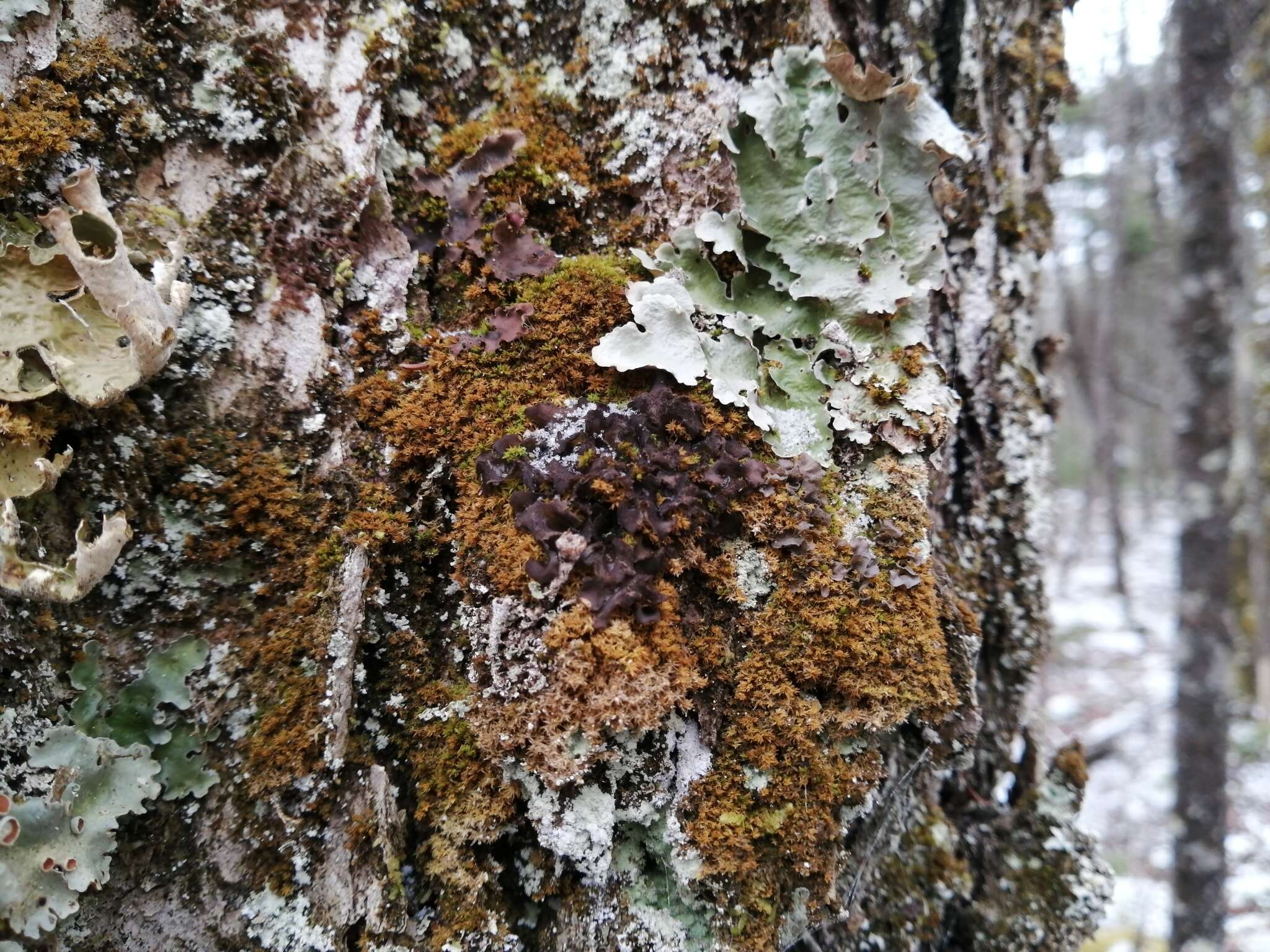 Image of Leptogium hibernicum M. E. Mitch. ex P. M. Jørg.