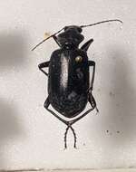 Image de Calosoma (Caminara) olivieri Dejean 1831