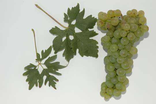 Image of wine grape