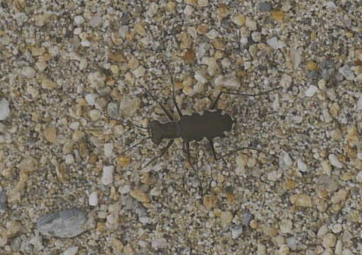 Image of Cicindela (Calomera) opigrapha Dejean 1831