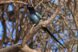 Image of Bristle-crowned Starling