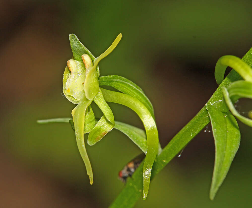 Imagem de Platanthera maximowicziana Schltr.