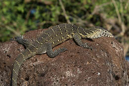 Image of Varanus niloticus