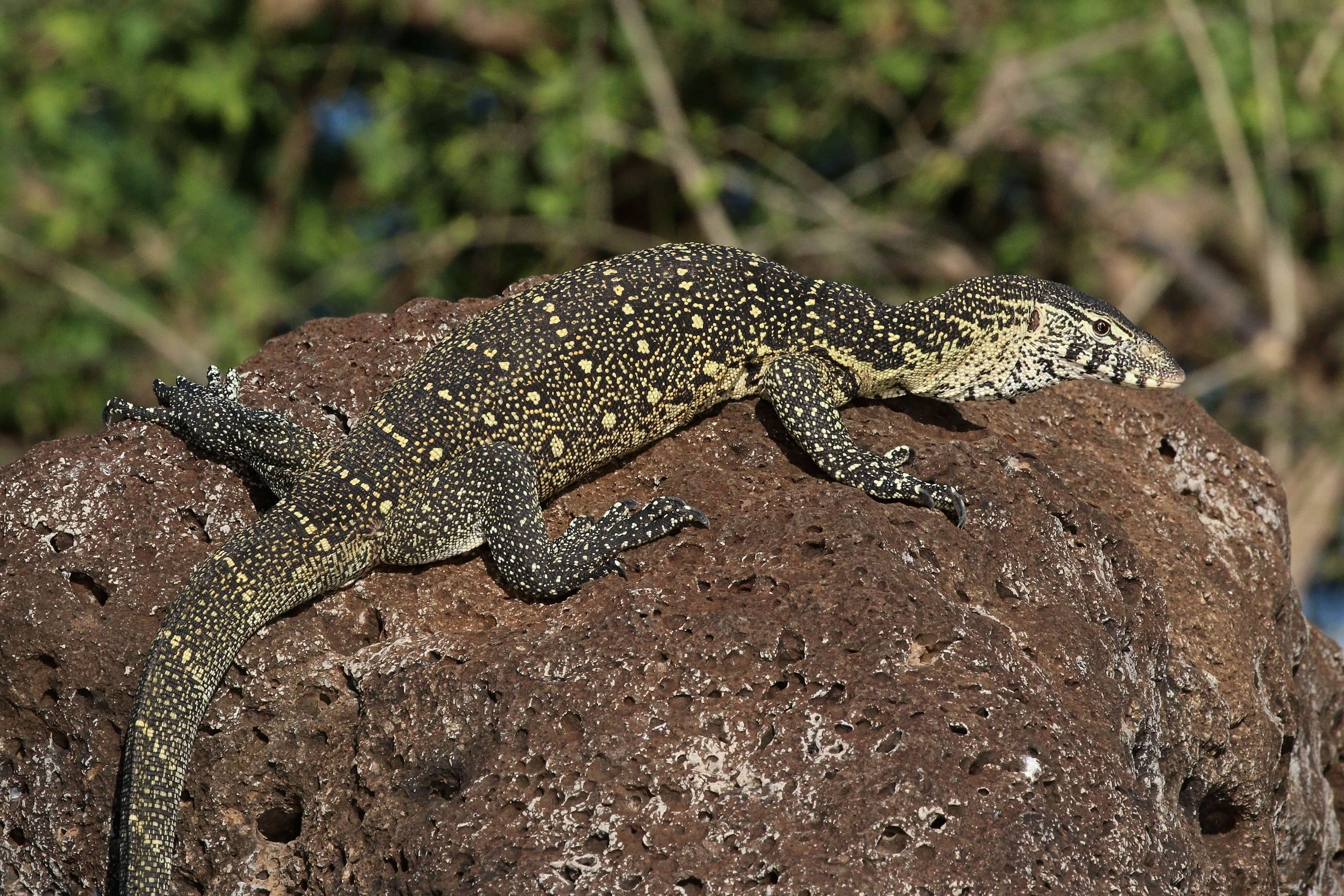 Image of Varanus niloticus