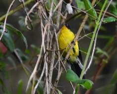 Image of Yellow-crowned Redstart