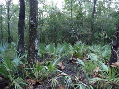 Image of dwarf palmetto