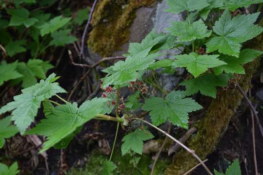 Image of trailing black currant