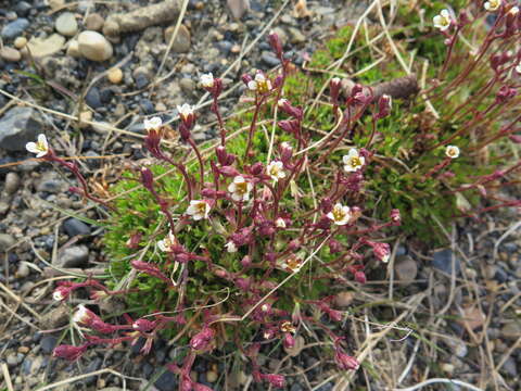 Plancia ëd Saxifraga cespitosa L.