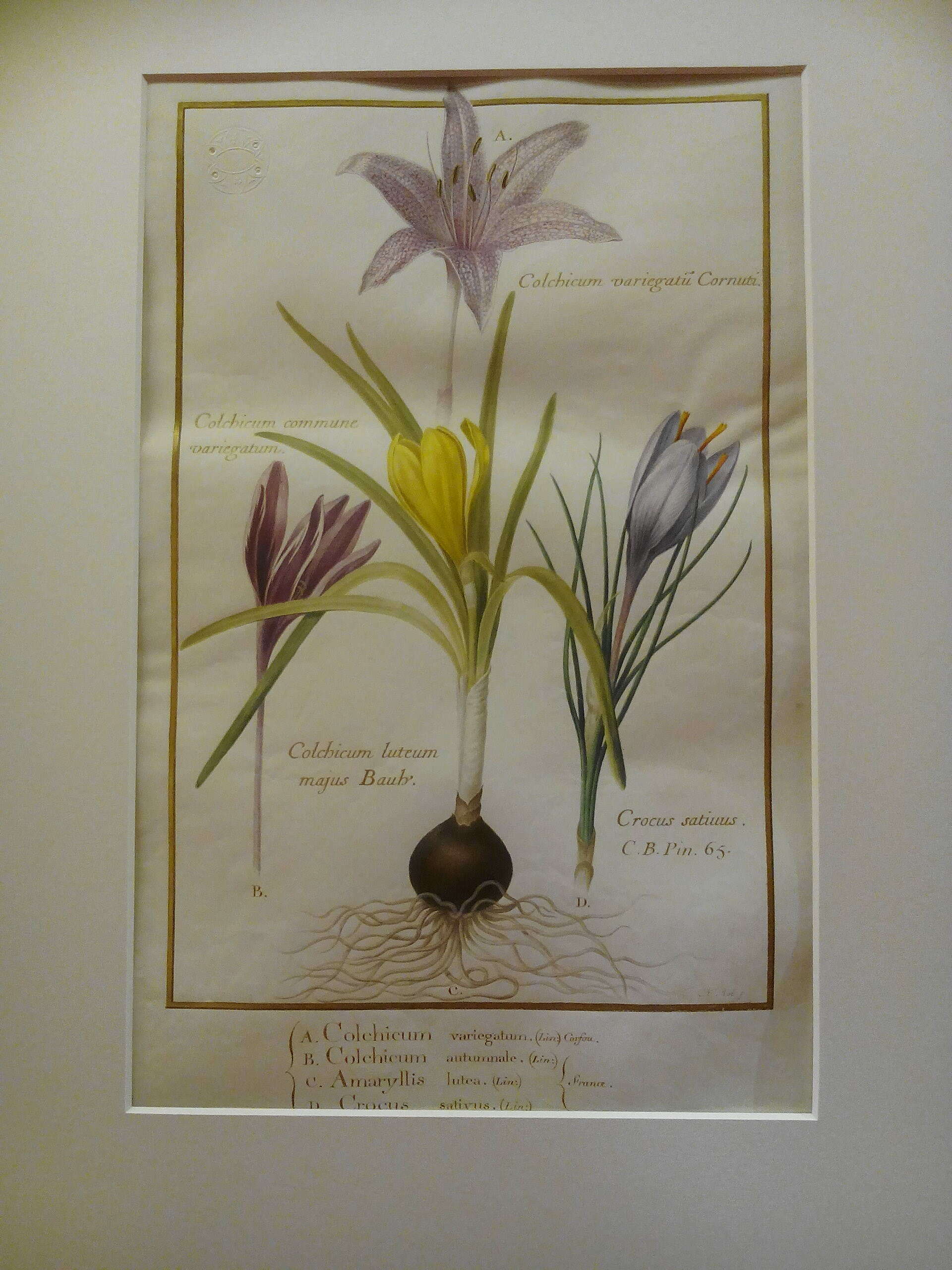 Image of Colchicum variegatum L.