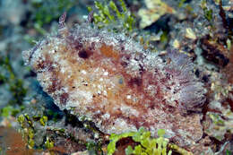 Hoplodoris desmoparypha Bergh 1880 resmi