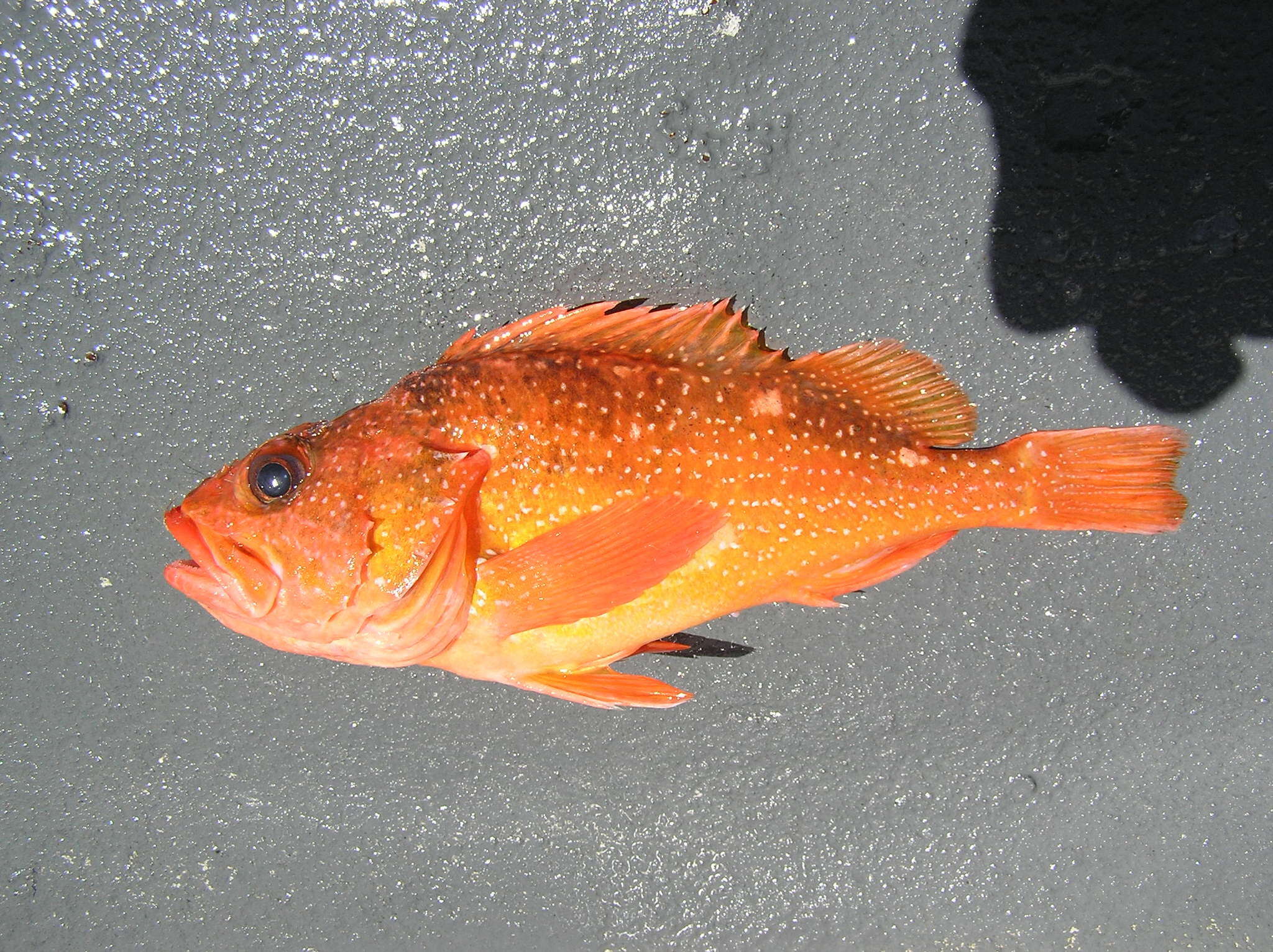 Image of Starry rockfish