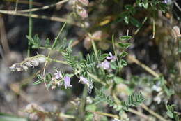 Image of dwarf milkvetch