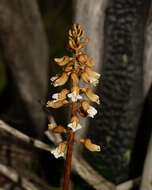 Image of Tall potato orchid