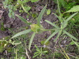 Image of Corncockles