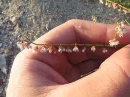 Eriogonum deflexum Torr. resmi