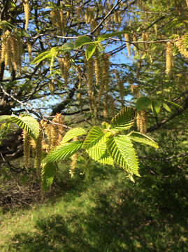 Image of Carpinus betulus L.