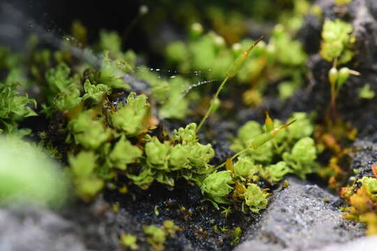 Image of fringed extinguisher-moss