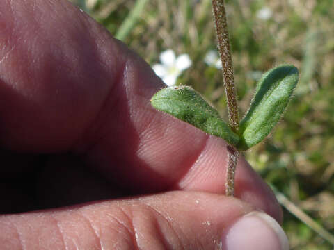 Imagem de Cerastium beeringianum Cham. & Schltdl.