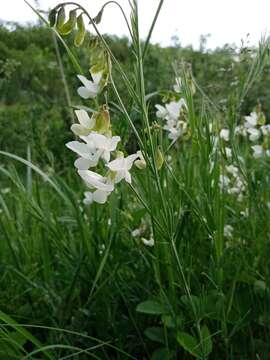 Image of Lathyrus pallescens (M. Bieb.) K. Koch