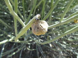 Image of Damara milk-bush