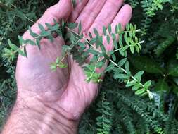 Image de Ozothamnus rufescens DC.