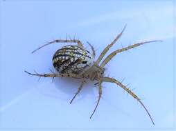 Image of Lined Orbweaver