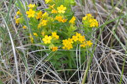 Image of Carolina puccoon