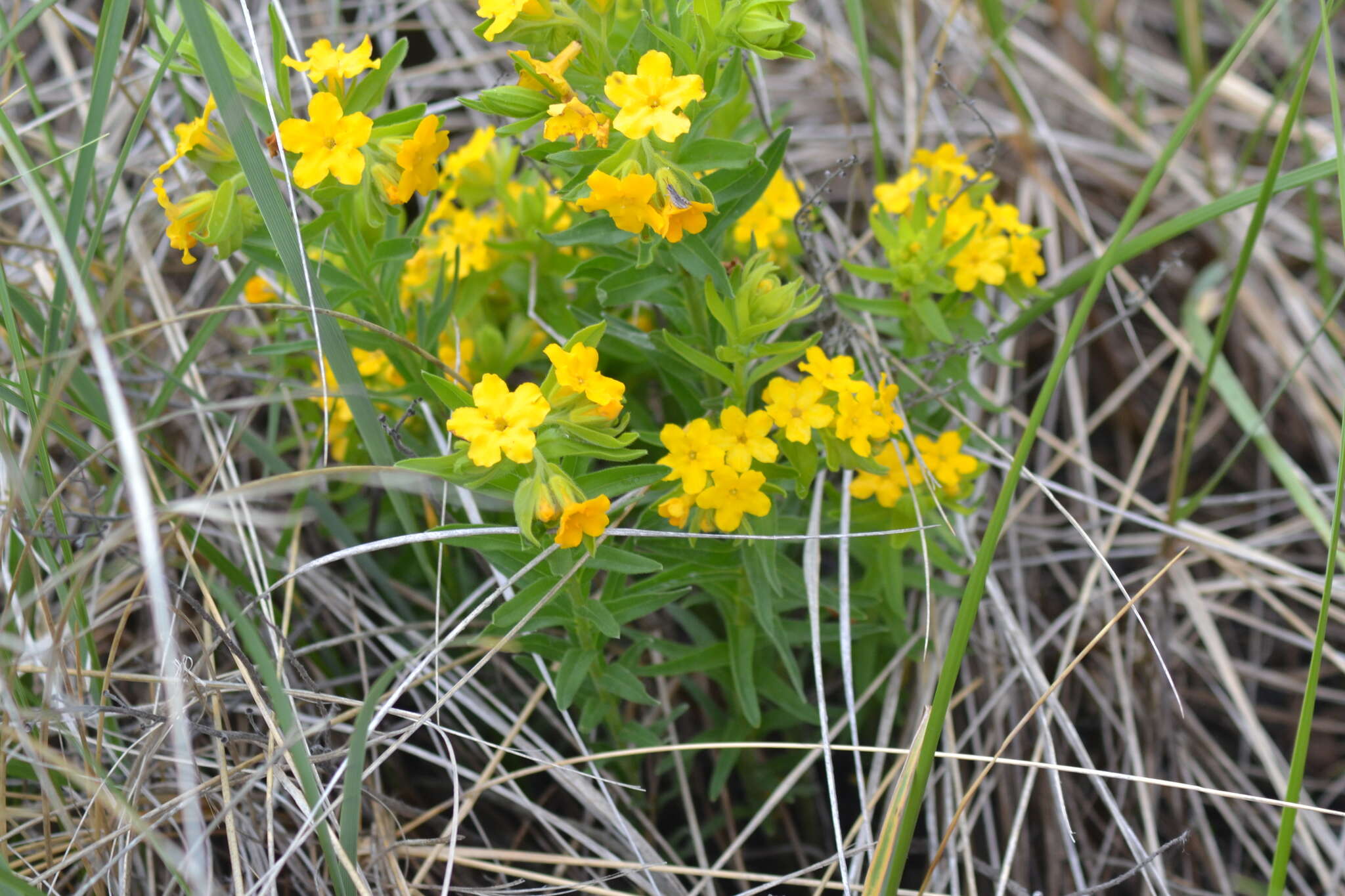 Image of Carolina puccoon