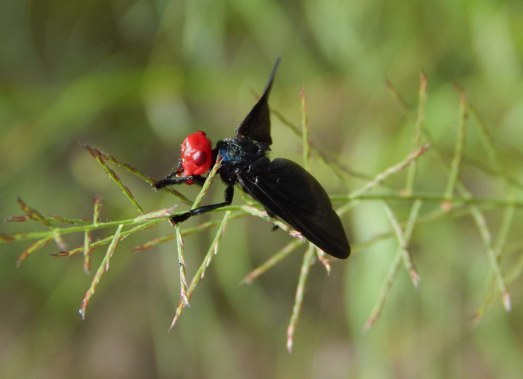 Image of Bromophila