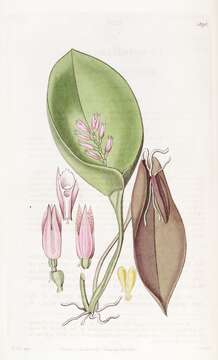 Image of Acianthera prolifera (Herb. ex Lindl.) Pridgeon & M. W. Chase