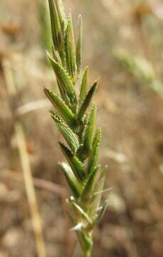 Imagem de Pentameris pholiuroides (Stapf) Galley & H. P. Linder