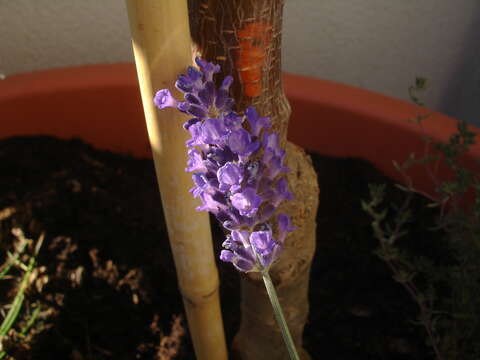 Слика од Lavandula angustifolia Mill.