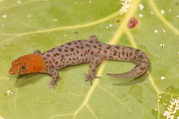 Image of Underwood'sLeast Gecko