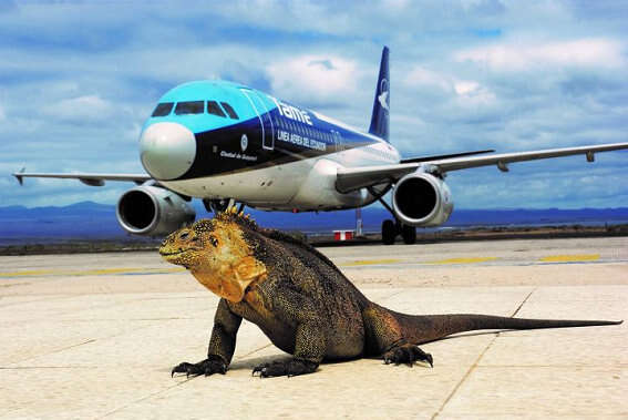 Image of Galapagos Land Iguana