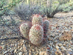 Image de Mammillaria grahamii Engelm.