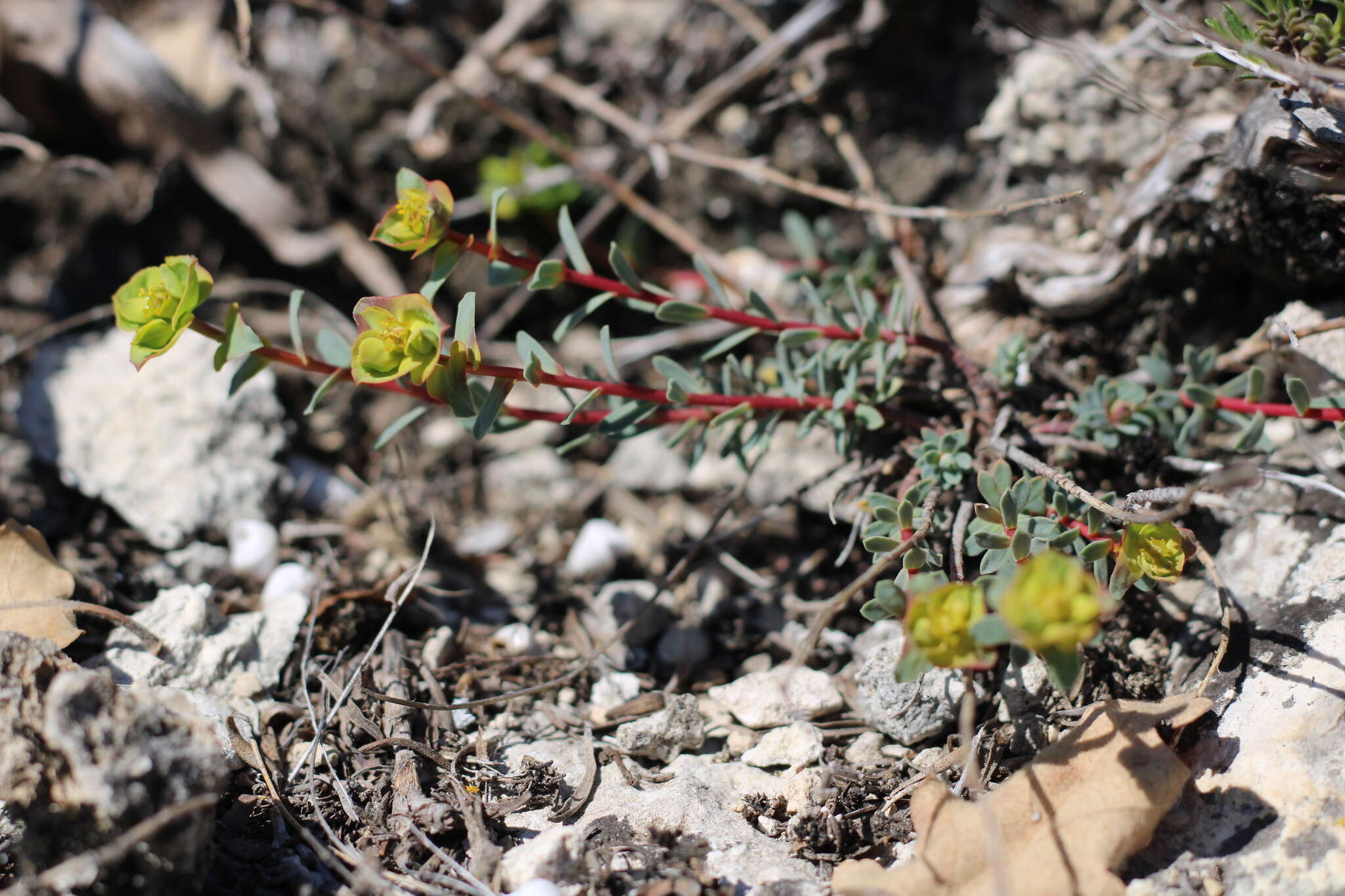 Euphorbia petrophila C. A. Mey. resmi