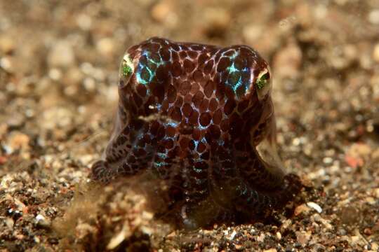 Image of Humming-bird Bobtail Squid