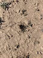 Image of Paloma Dwarf Tarantula