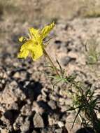 Sivun Oenothera hartwegii subsp. filifolia (Eastw.) W. L. Wagner & Hoch kuva