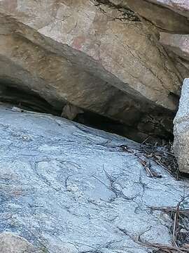 Image of Smith's Rosebelly Lizard