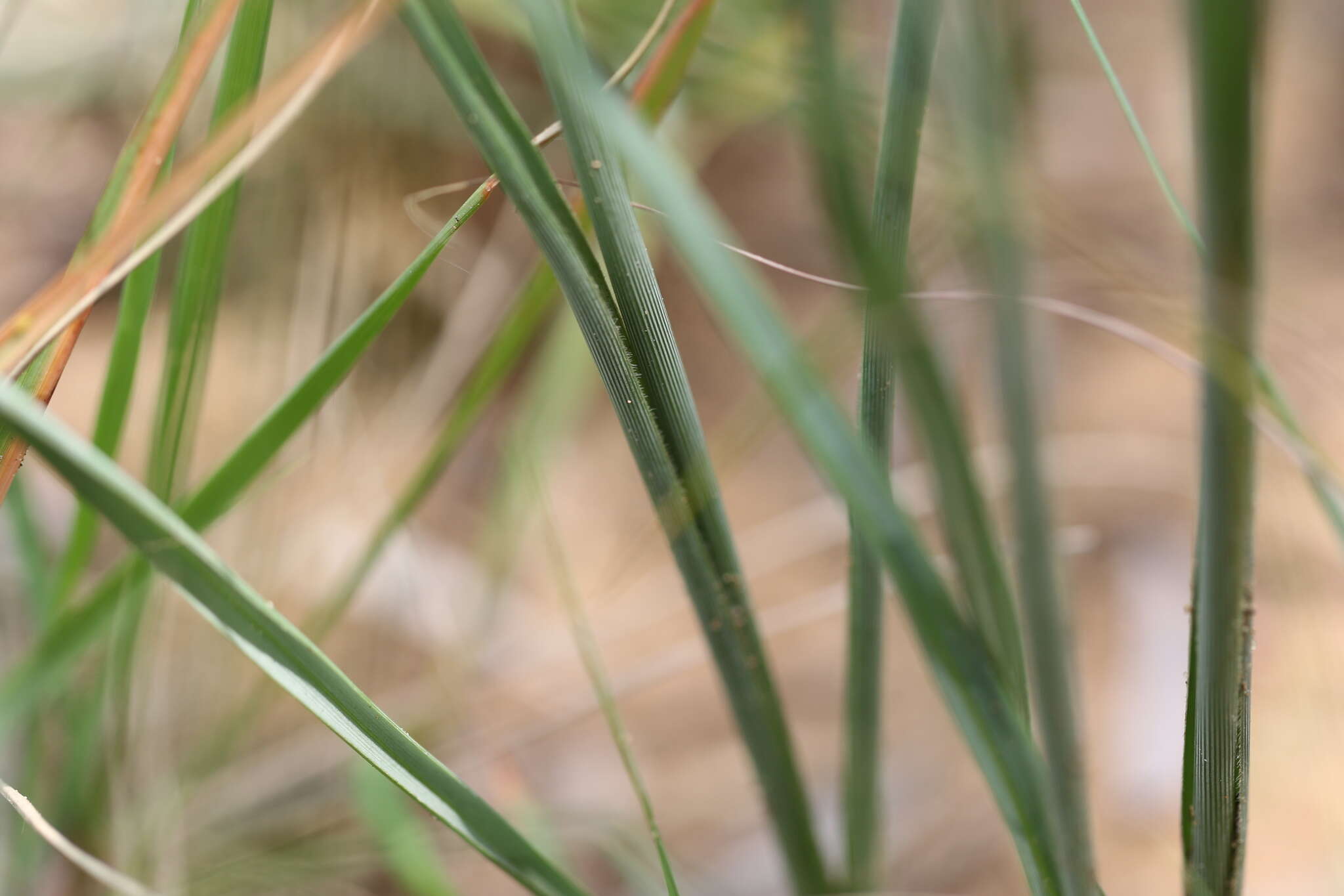 Plancia ëd Chlorophytum fasciculatum (Baker) Kativu